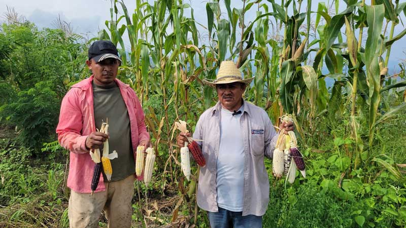 Los saberes y semillas son herencia identitaria para las familias de Las Lomitas, Coyuca de Benítez, Guerrero