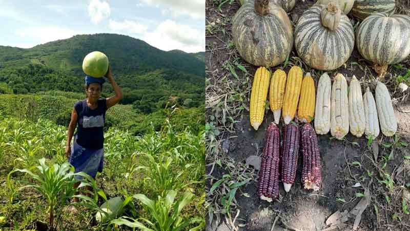 Las milpas tradicionales y resguardo de semillas nativas son estrategias comunitarias que practican campesinos de comunidades de Coyuca de Benítez. Noviembre 2020. 