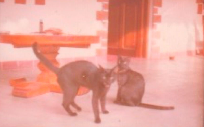 Un par de gatos negros en los bungalows Las Urracas. 1980