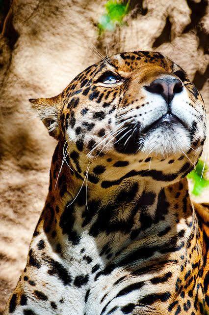 Jaguar Guerrerense