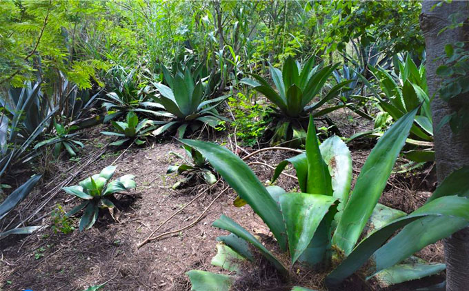 Proceso artesanal de Mezcal en la fábrica “La Consentida”