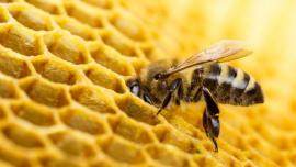 Abejas