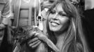 Brigitte Bardot, símbolo de belleza y sensualidad en el cine, sosteniendo uno de sus amados gatos, un reflejo de la profunda conexión que desarrollaría más tarde con la protección y defensa de los animale